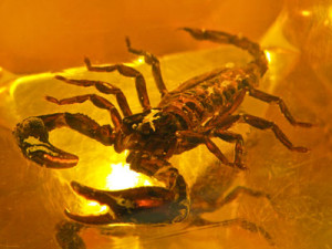 Scorpio-web