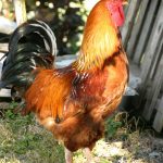 rooster-chanticleer-w300R