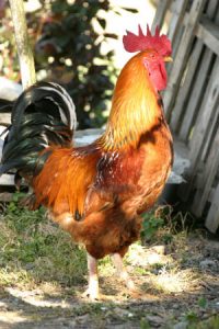 rooster-chanticleer-w300R